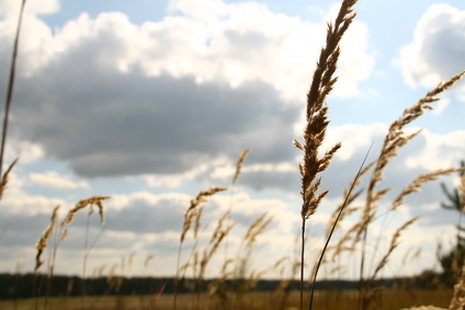 gluten cross reactivity