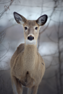 deer