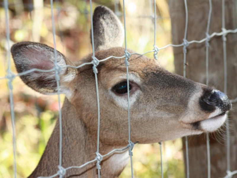 Deer_fence-2