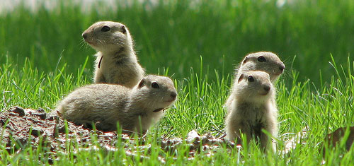 gophers