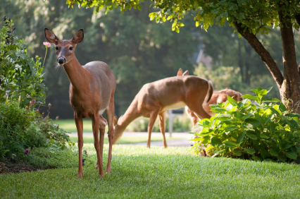 deer in yard