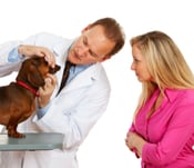 puppy teeth falling out bleeding vet checking teeth puppy teeth falling out bleeding vet checking teeth