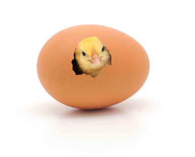 http://www.synnovatia.com/business-coaching-blog/bid/156786/Solving-the-Age-Old-Chicken-or-Egg-Problem-for-Small-Business-Owners