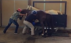 Ground_Collection_of_the_Stallion_-_Photo.png