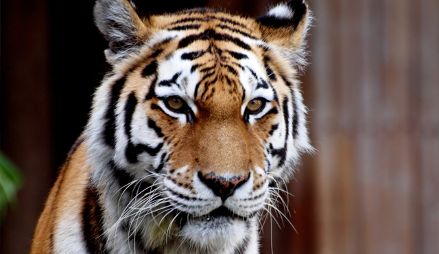 Have you lost “the eye of the tiger” when it comes to youth ministry?