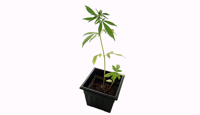 Marijuana Plant