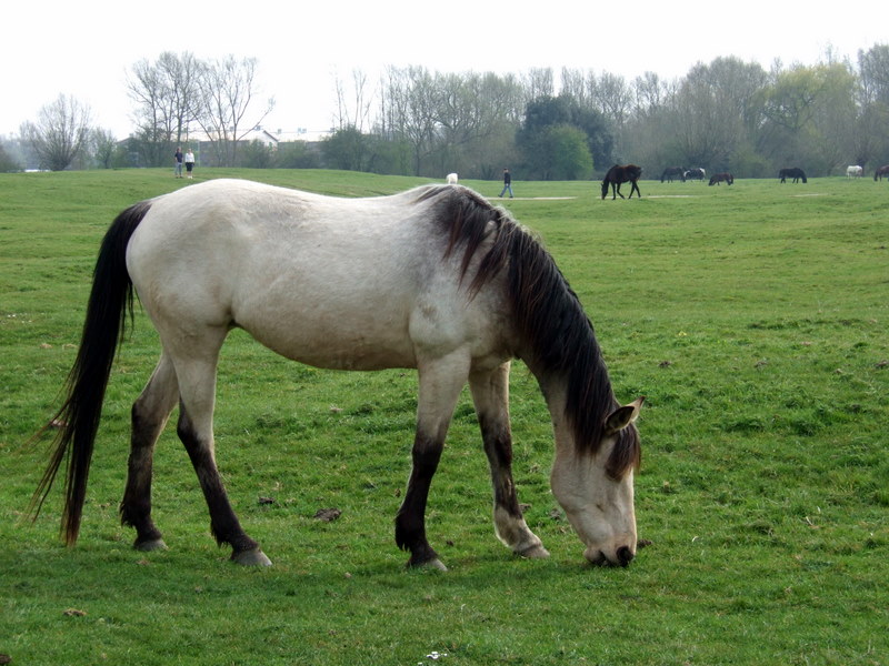 Buckskin