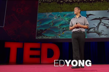 ed yong ted talk cultural parasites ed yong ted talk cultural parasites