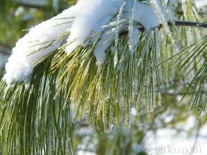 Conifer1 describe the image
