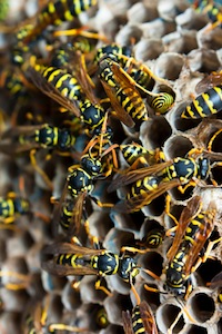 The Secret To Keeping Yellow Jackets Away From Your Aiken Lawn