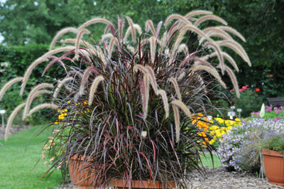 purple fountain grass