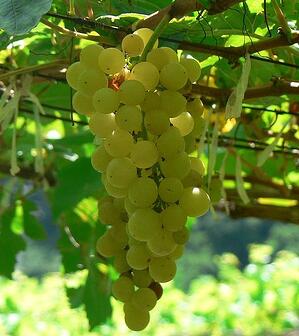 Chenin Blanc grapes on the vine
