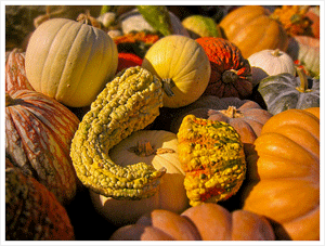 winter squash
