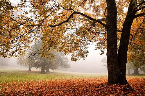 davey tree, fall, garden media group, fall trees with fog, content marketing, creating content, new content