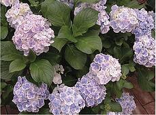 HGTV Smart and stylish shrubs collection 2013 garden trends 2013
