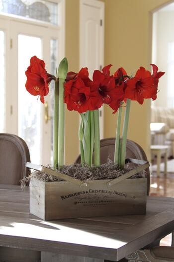 amaryllis gift kit from longfield gardens