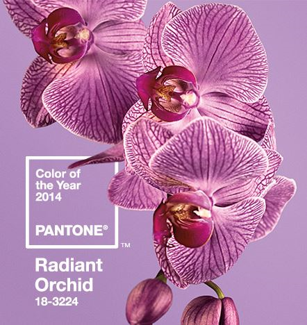 orchid resized 600