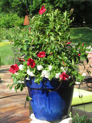 suntory, colorful container flowers, container suntory, container gardening garden trends, garden media group