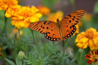 gulf-fritillary-butterfly-1839556_960_720.jpg