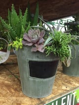 plantt plantt