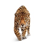 chasseur jaguar
