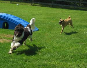 Big Dogs Having Fun at Doggie Day Care
