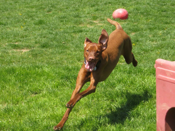 Plenty of Room to Run at Doggie Day Care