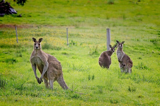 kangaroo-61196_640.jpg