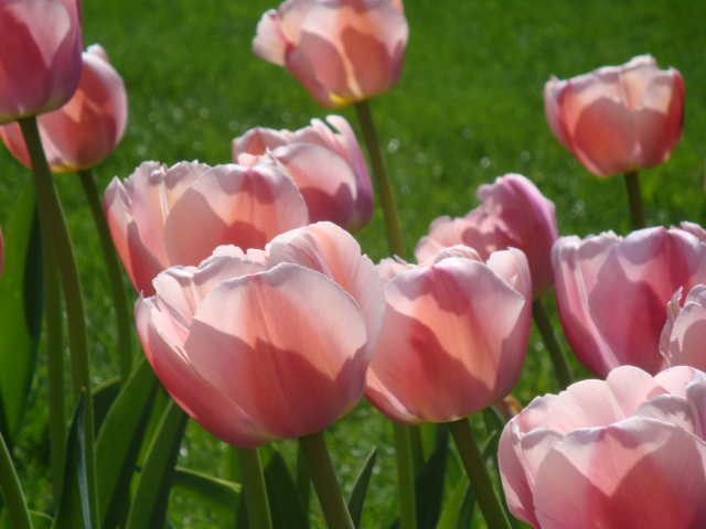 Pretty Public Garden Tulips