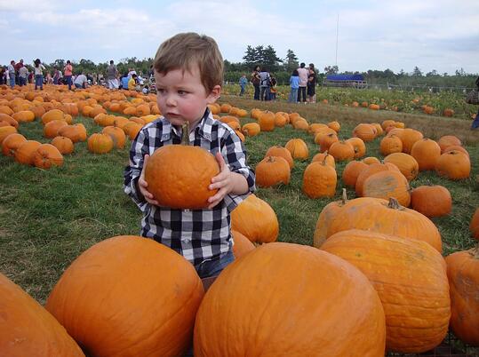 toddler in pumpkin patch