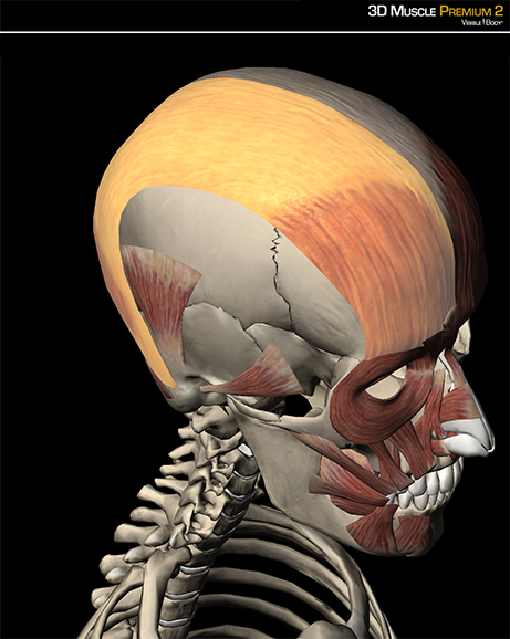 Occipitofrontalis aponeurotica expression muscle
