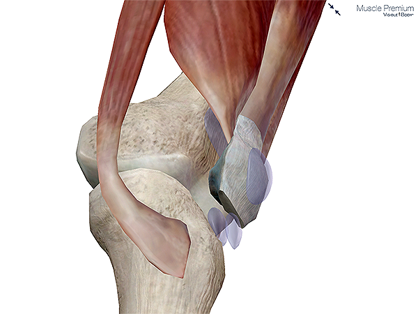 Muscle patella superficial subcutaneous prepatellar bursa knee synovial resized 600