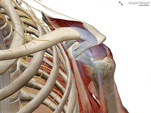 Muscle bursae shoulder joint subacromial bursa synovial resized 600
