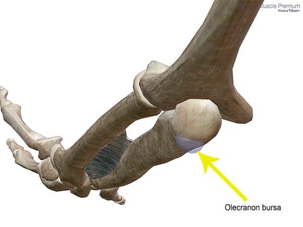 Muscle olecranon subcutaneous bursa elbow joint resized 600
