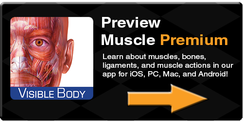 Muscles, 3D muscles