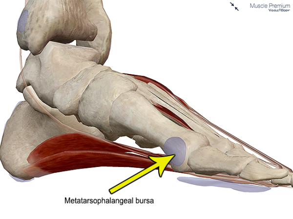 Muscle metatarsophalangeal bursa hallux big toe joint metatarsal resized 600