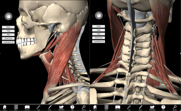 Back Of Neck Anatomy Muscles - Beautiful illustration of the deep and