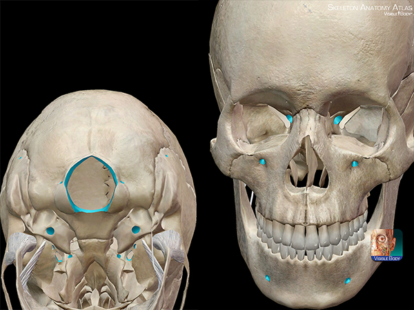 Five Fast Facts about Skull Anatomy