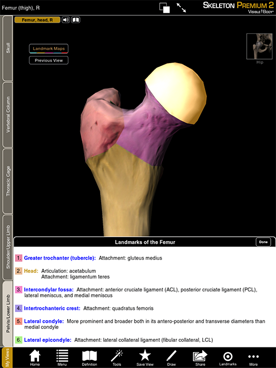 3D Skeletal System: The Pelvic Girdle