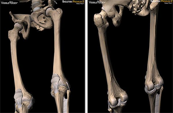 long bones femur compact bones osteon marrow