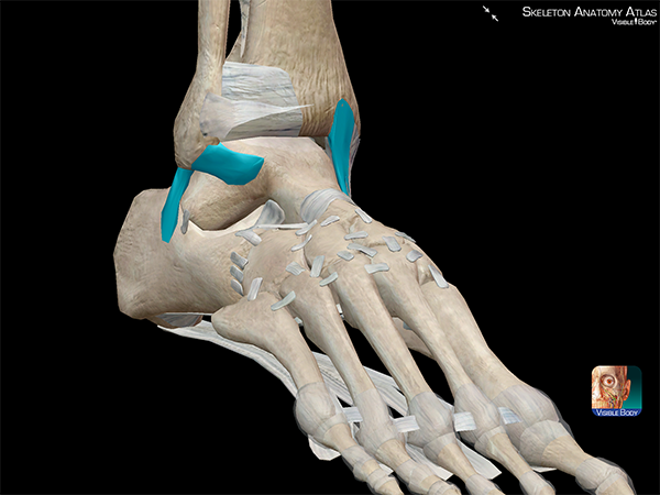 Ankle-ligaments-talofibular-calcaneofibular-sprained-ankle