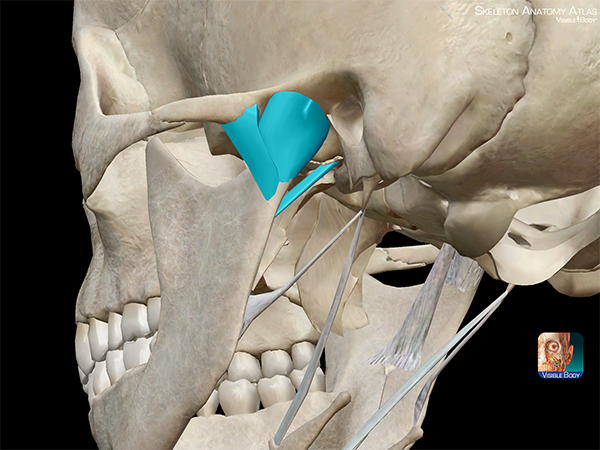Temporomandibular-joint-disorder-TMJ-joint-capsule-sphenomandibular-ligament