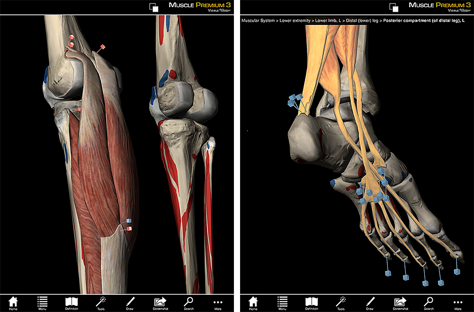 Plantar flexion of foot muscles Idea