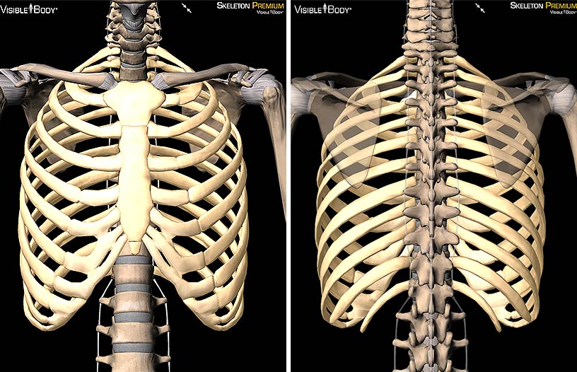 3d-skeletal-system-7-interesting-facts-about-the-thoracic-cage