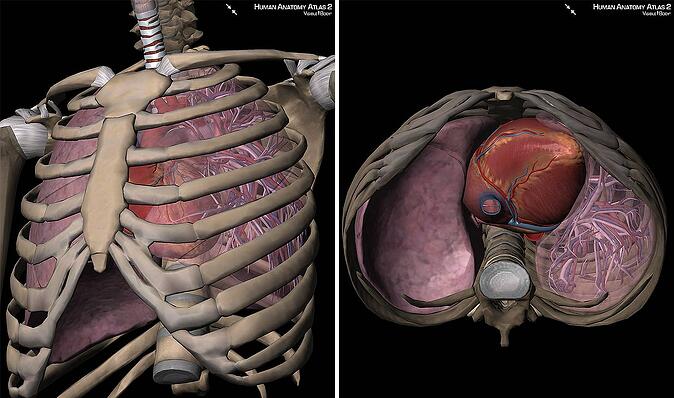 3D Skeletal System 7 Interesting Facts about the Thoracic Cage