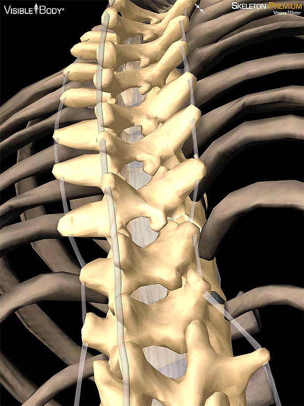 3D Skeletal System: 7 Interesting Facts about the Thoracic Cage