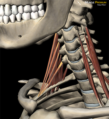 Learn Muscle Anatomy: Scalene Muscles