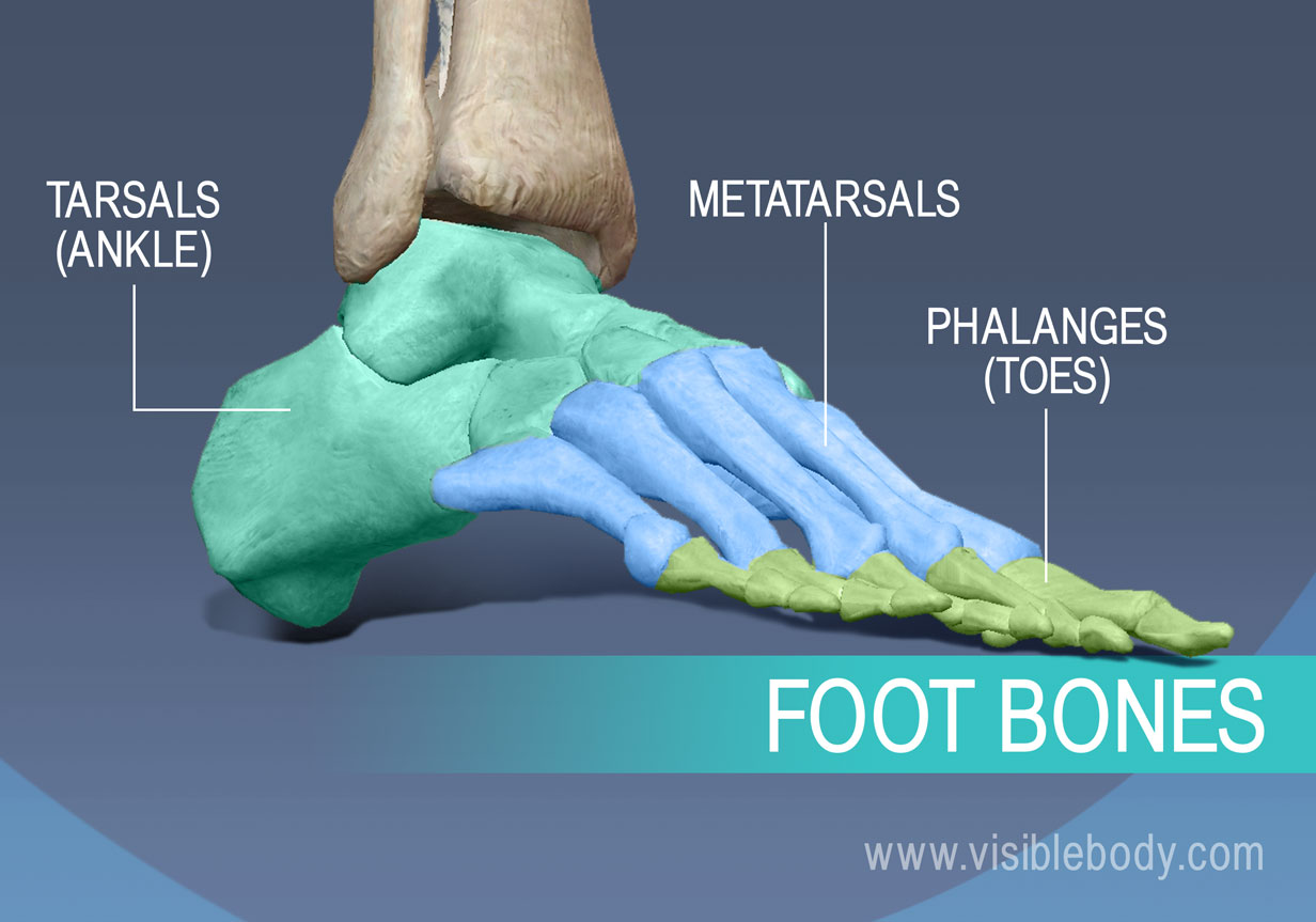 bones of the foot, metatarsals, proximal, middle and distal