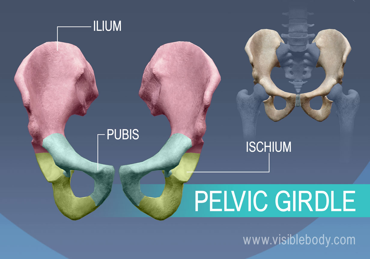 hip bones, the ilium, pubis, and ischium 3 
