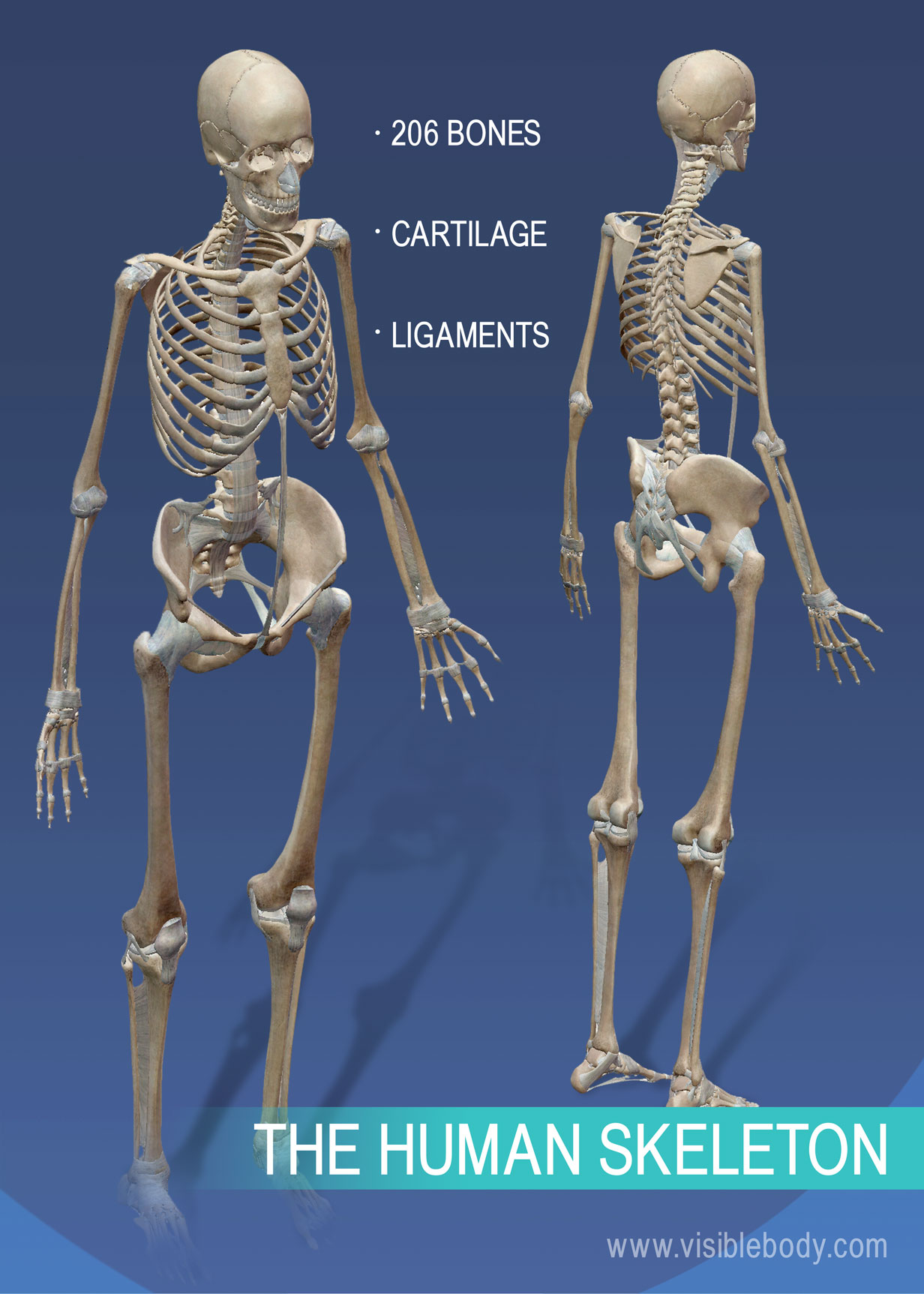 Learn Skeleton Anatomy | Overview of Skeleton